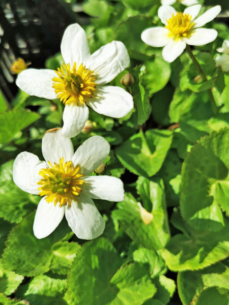 Preview: Caltha palustris Alba - Sumpfdotterblume weiß